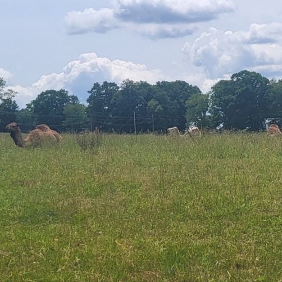 LIMITED QUANTITY Super Beauty Food Camel's Milk Soap - Picture 9 of 14